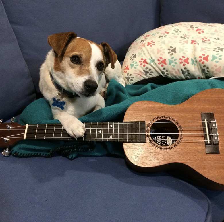 a dog with their paw on a guitar