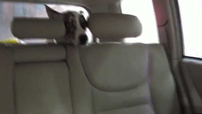 dog in back seat of SUV