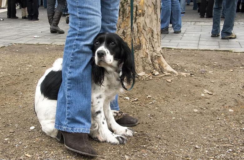 15 Dogs Who Are Afraid Of Harmless Things