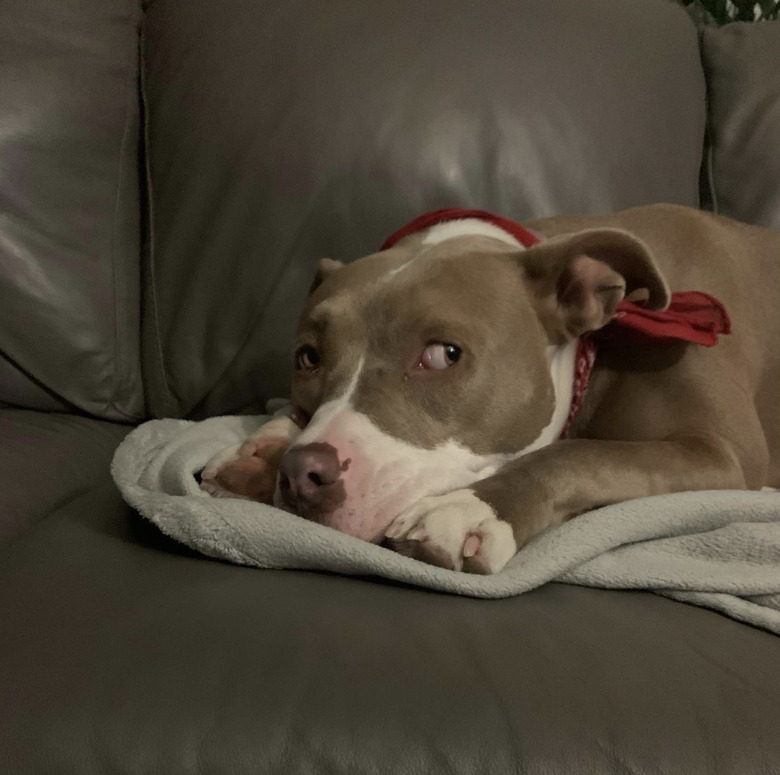 dog lying on blanket