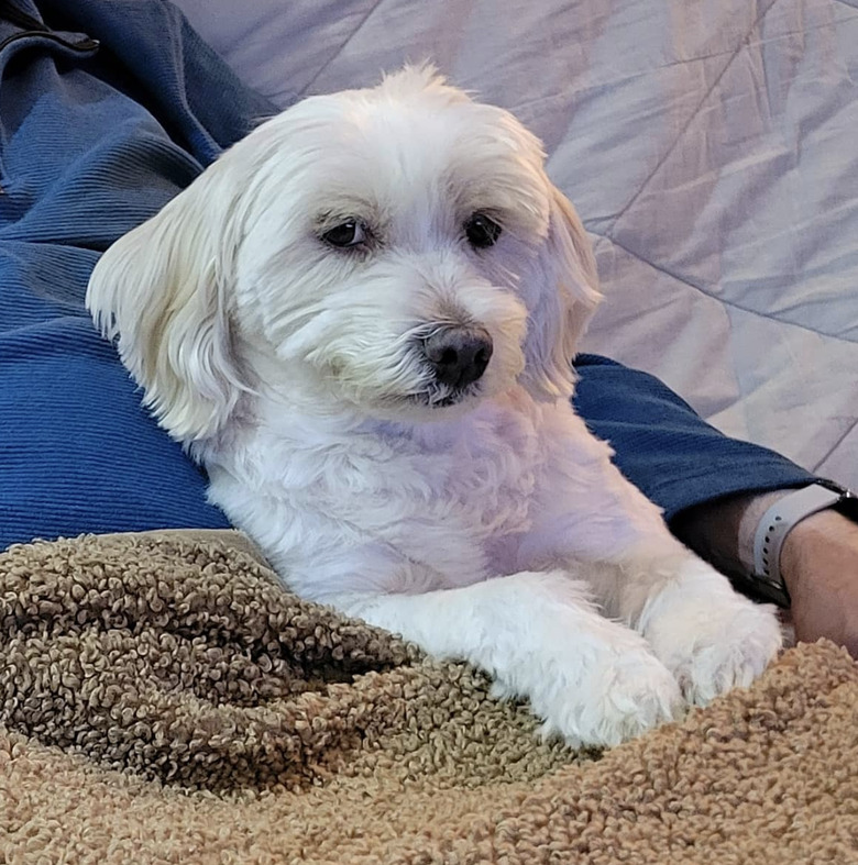 white dog giving side eye on owner's lap