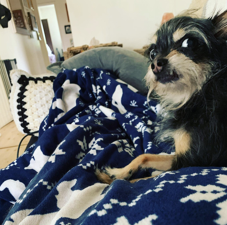 dog lying on blanket looking annoyed