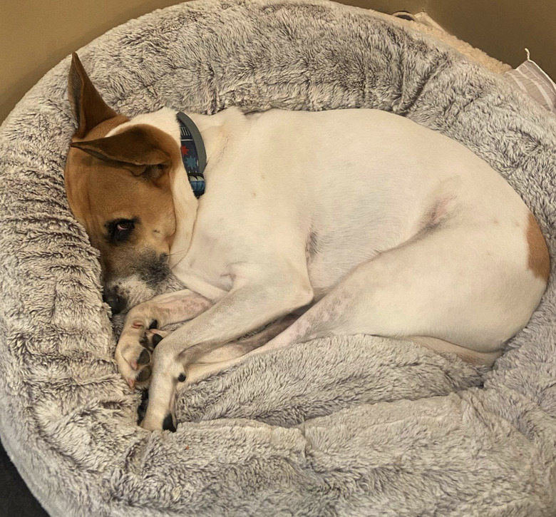 dog lying on bed looking annoyed