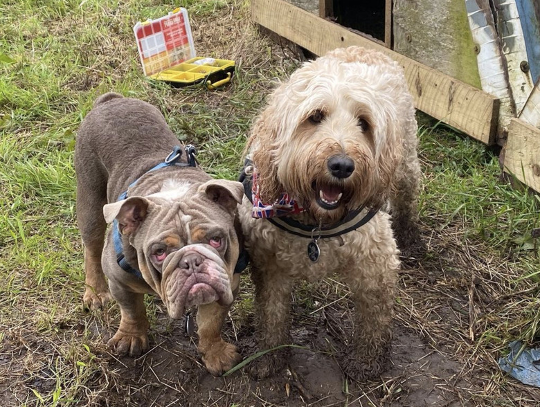 Two muddy dogs, one looking sad and the other is looking happy.