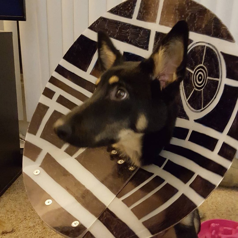 A dog wearing cone of shame that looks like the Death Star.