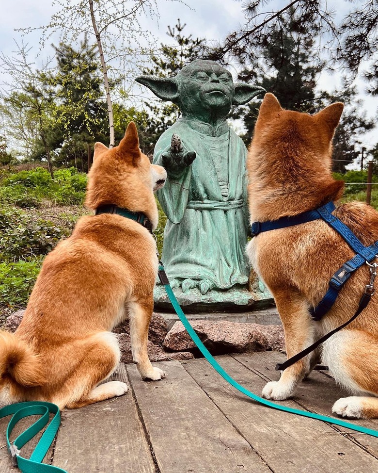 Two dogs staring at a garden statue of a Yoda.