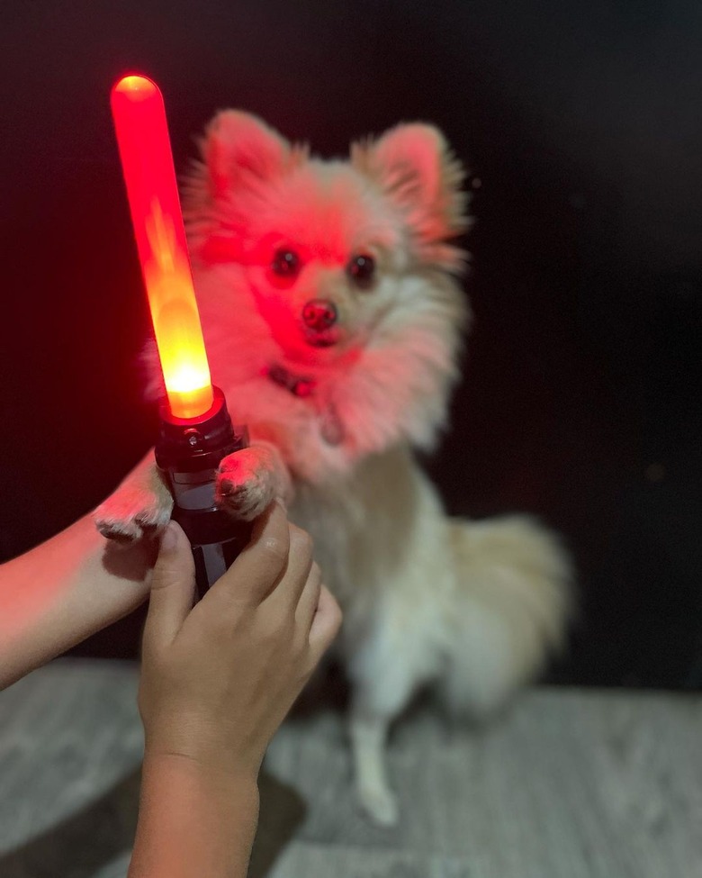 A pomeranian holding toy light saber.