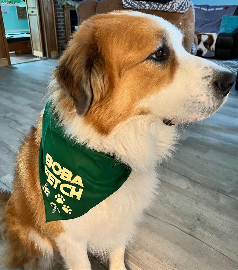 A dog wearing bandana that reads 