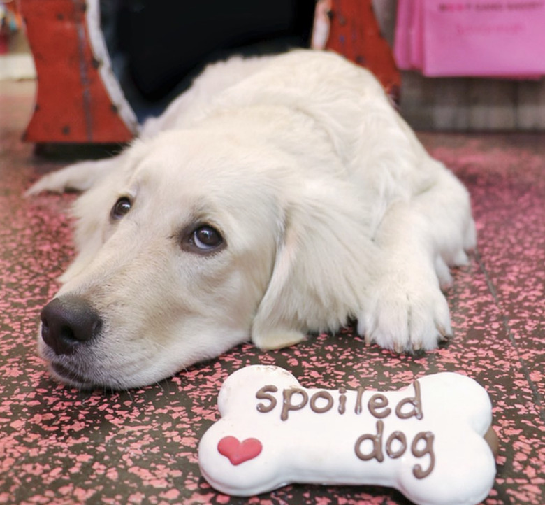 a dog lying next to a cookie that says 