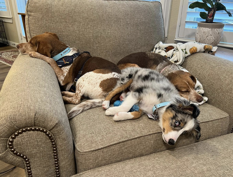 three dogs looking comfy on a big armchair.