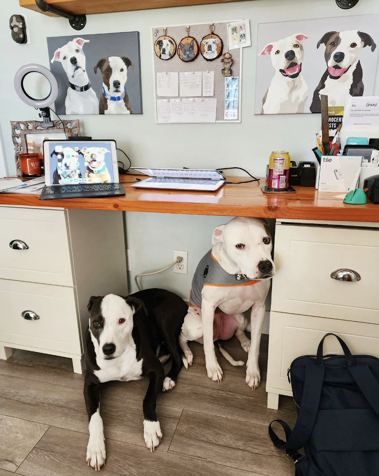 two dogs sitting under a desk covered in photos of them.