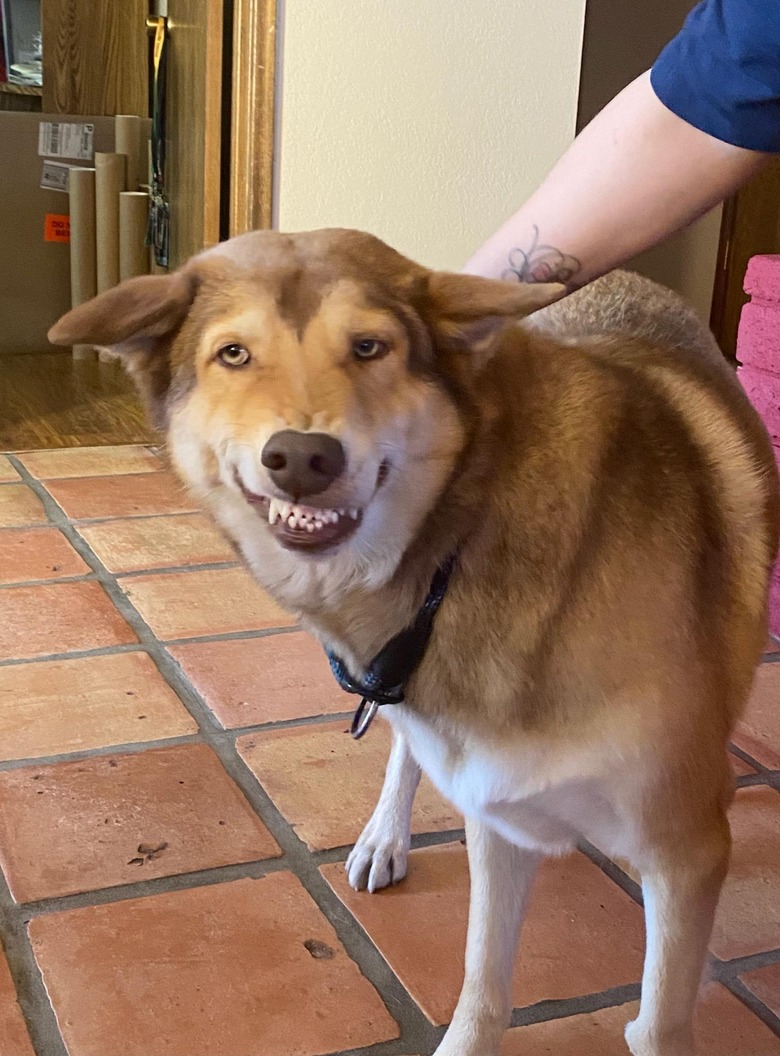 Husky making a funny face while getting pet