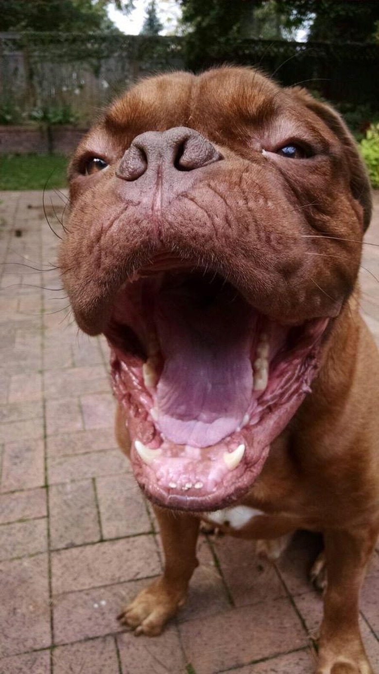 Smiling dog shows off a lack of teeth