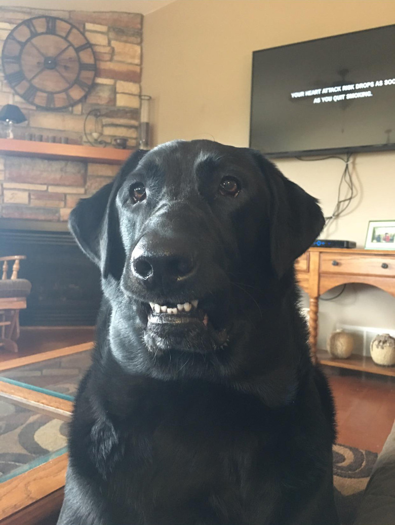 Black lab with underbite smiles awkwardly