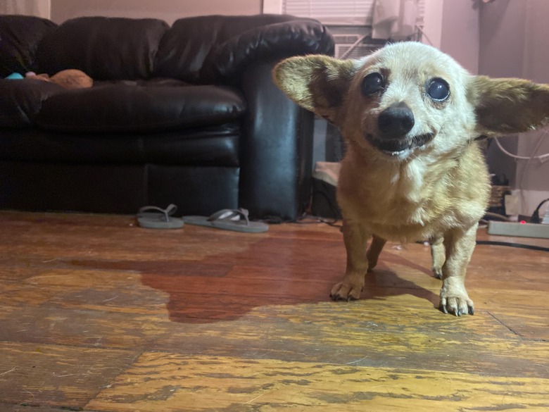 Old dog with big ears and awkward smile