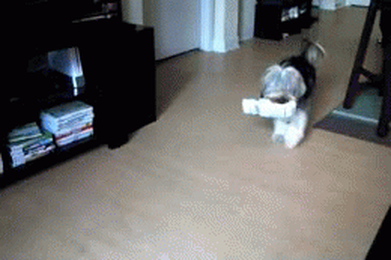 excited dog has new gift to show you