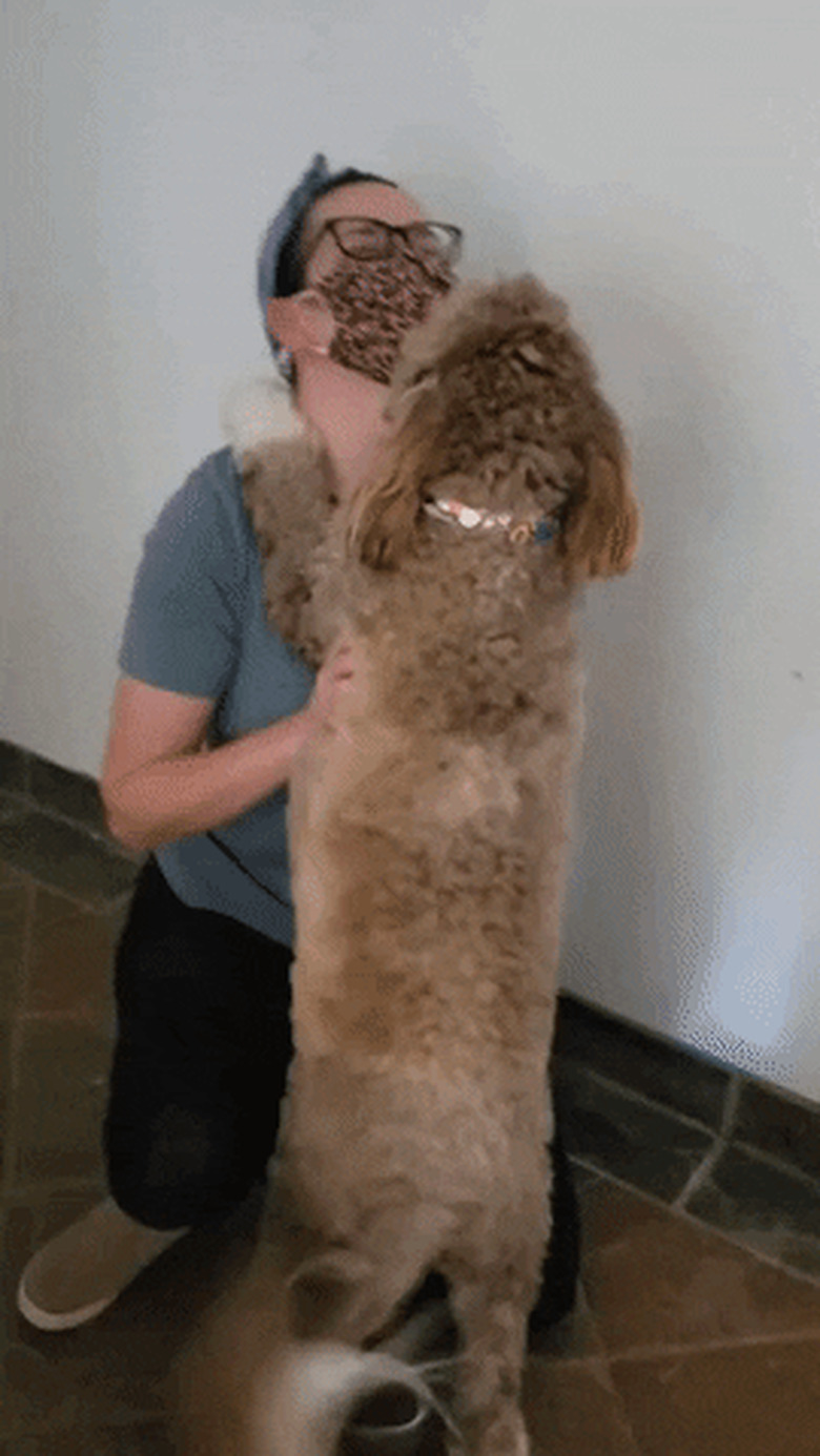 dog excited to see human