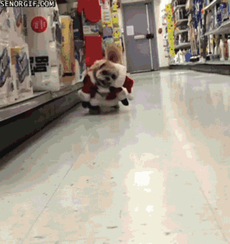 dog in Santa suit