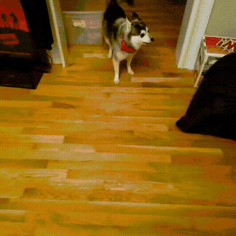 excited dog having trouble on wooden floor