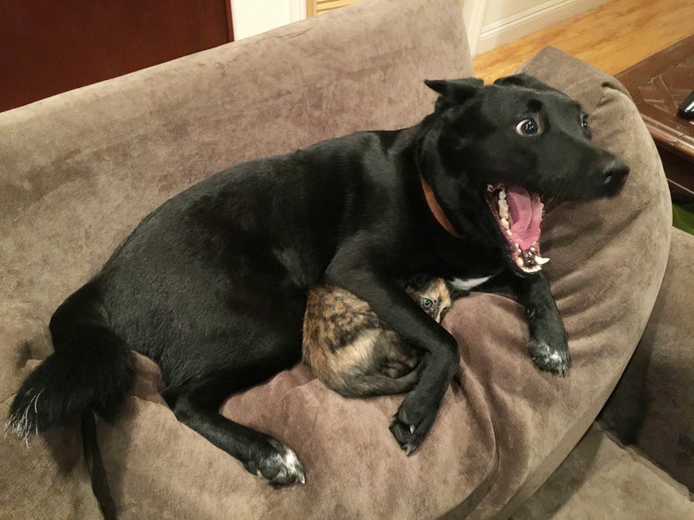 dog is very excited at sight of christmas gift