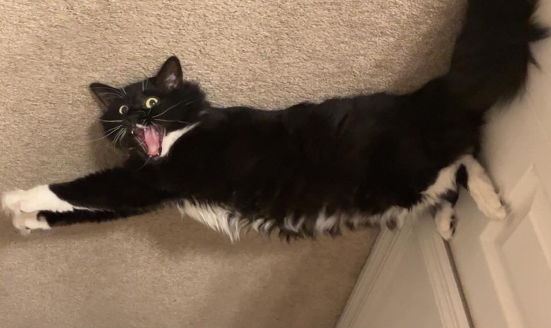 cat yawns and stretches at same time