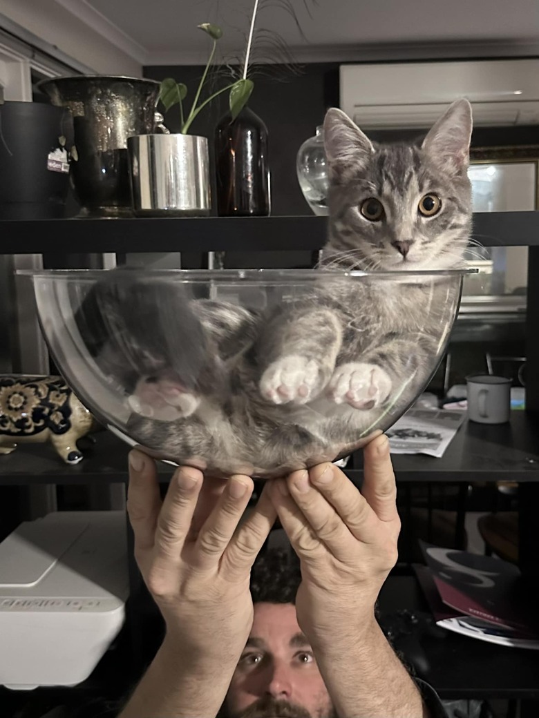 cat lays down in mixing bowl