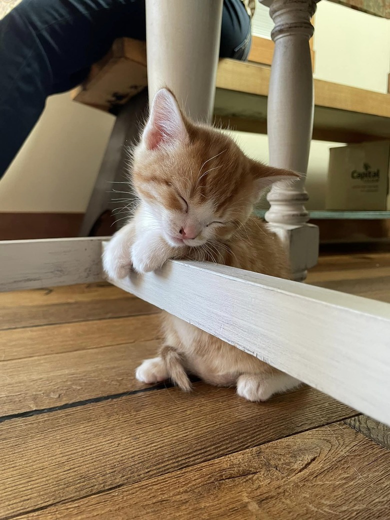 kitten falling asleep on table beam.