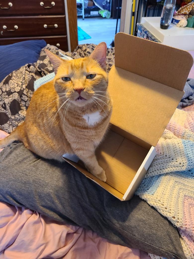 orange cat stares blankly as they sit in a cardboard box.