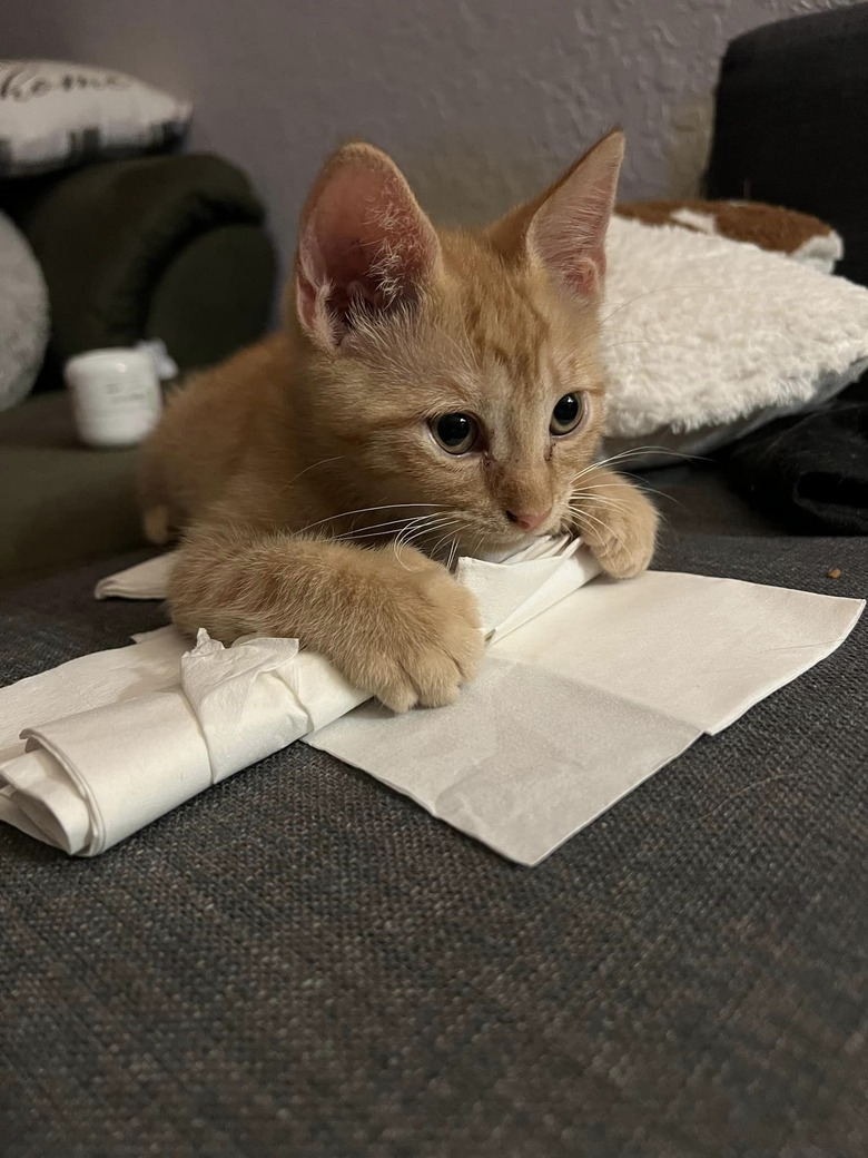 orange kitten pounces on napkin.