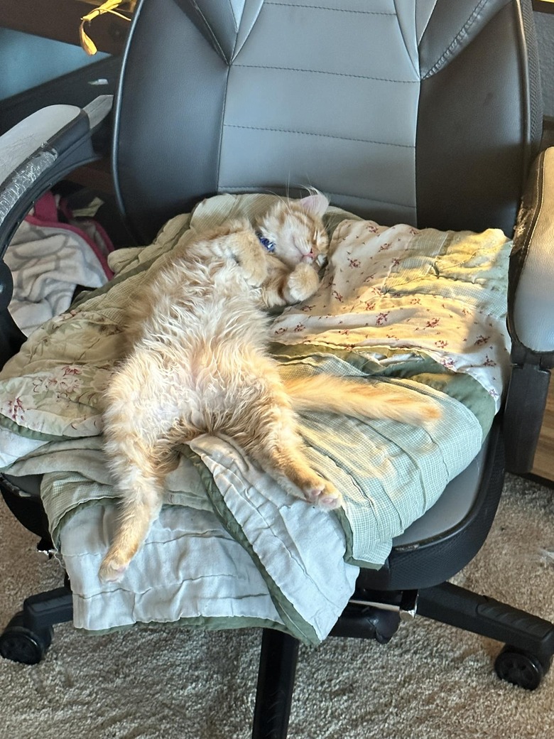 orange cat sleeping lazily on their back on a chair.