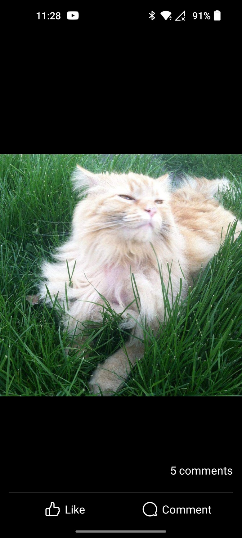 cat with gorgeous hair.