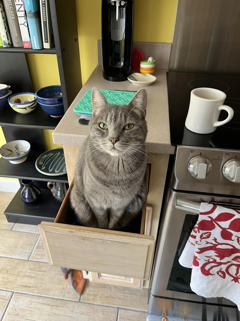 cat sitting in utensil drawer.