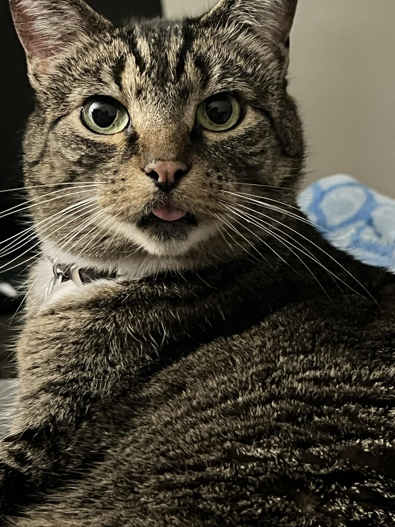 cat caught on camera mid-lick.