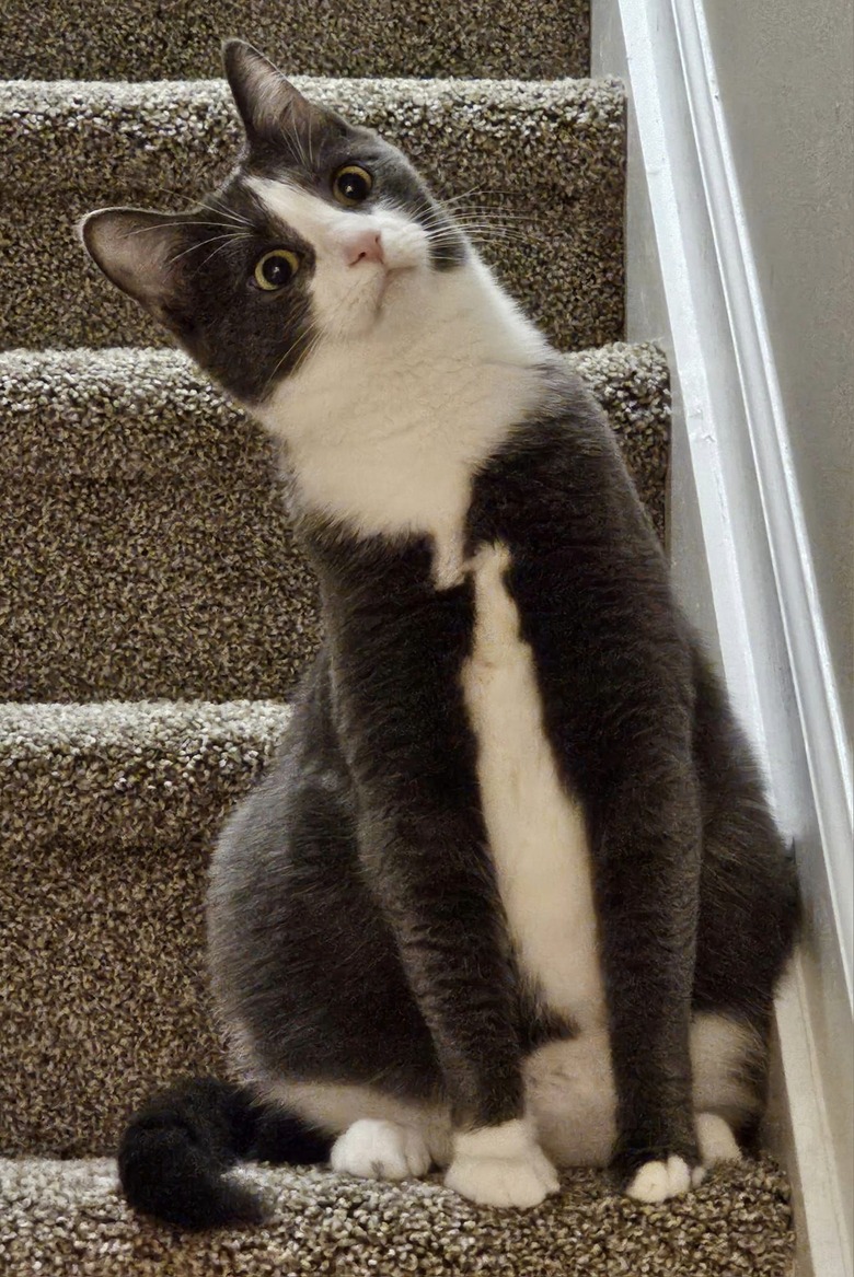 expressive cat with funny head tilt.