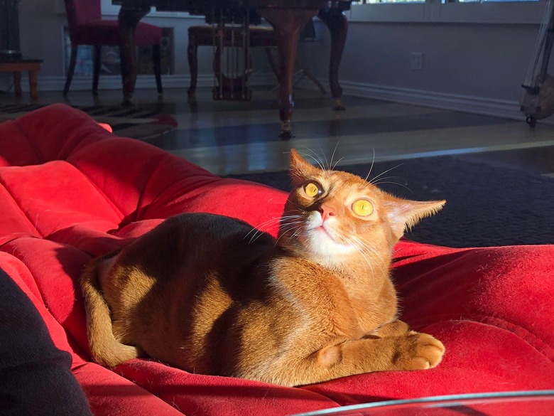 incredulous cat doesn't like to be accused of walking on the kitchen counter