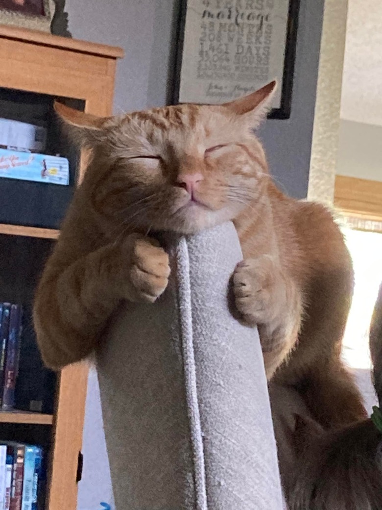 Orange cat hugging chair