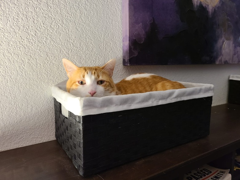 Orange cat sitting in basket looks like a hippo in water