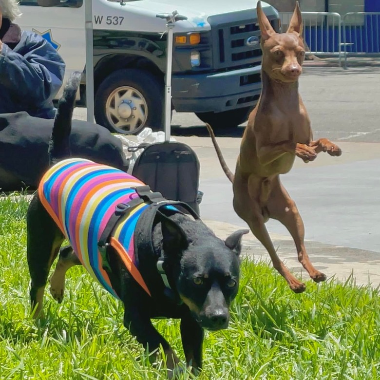 jumping dog looks like it's riding an invisible bike beside another dog