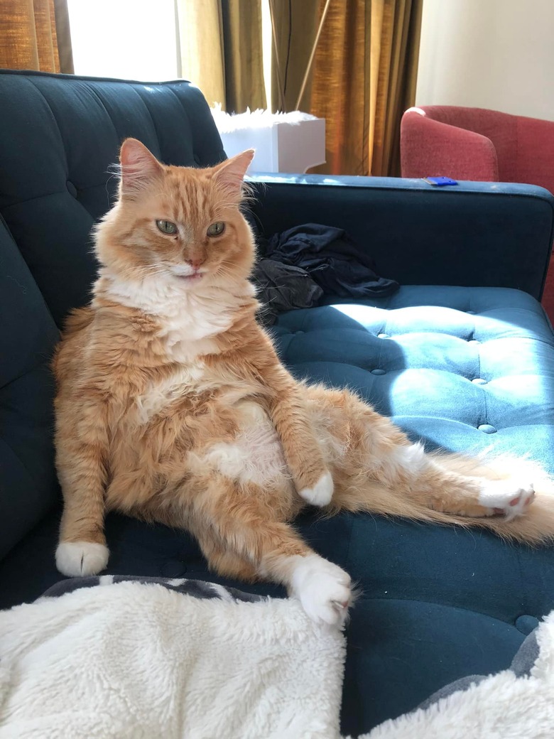 An orange cat sitting on a couch like a person.