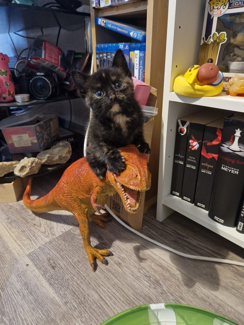 A kitten riding plastic T. Rex toy.