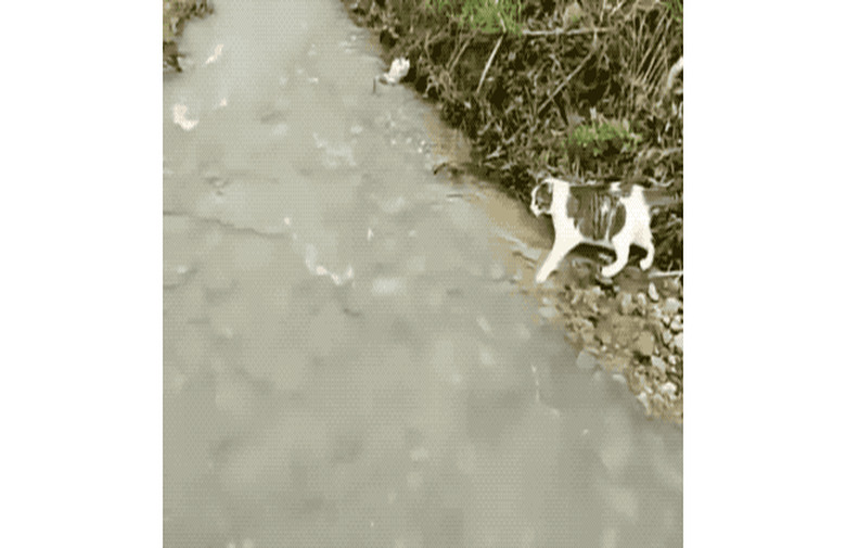 A farm cat jumps over a flowing stream.