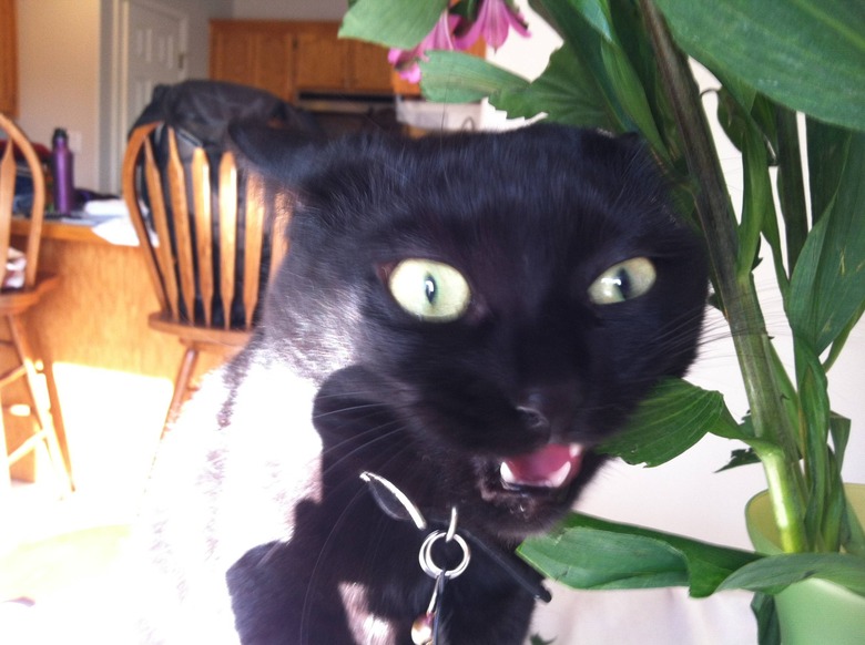 A black cat chomping on a plant.