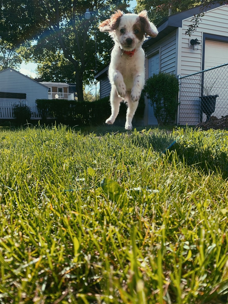 A puppy jumping in a grassy field. They're mid-jump and look like they are flying.