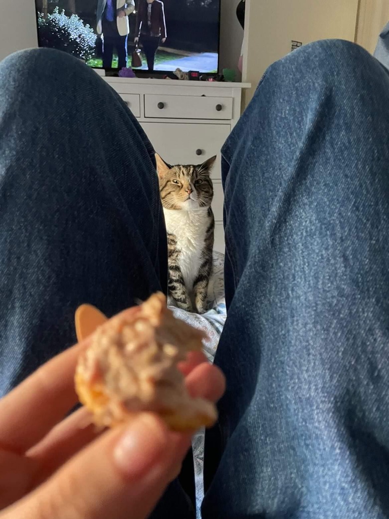 cat staring at woman's tuna from across the room.