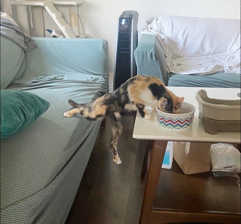 cat eats from bowl next to couch.