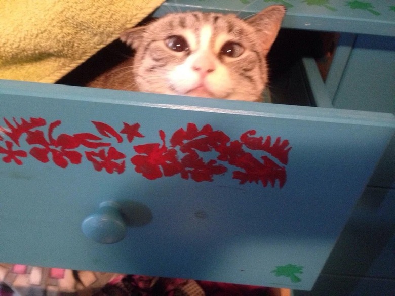 cat caught stealing socks while peaking out from inside a drawer.