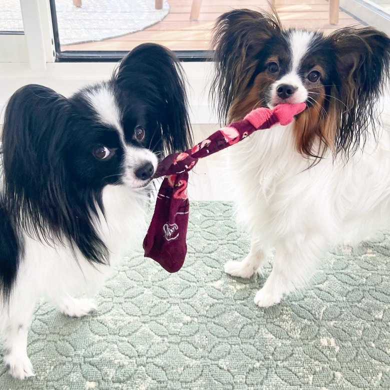 dogs play tug of war with stolen sock.