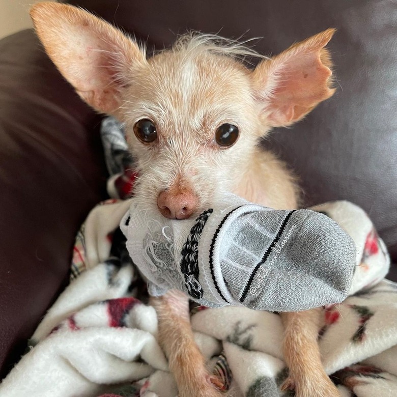 small dog steals sock.