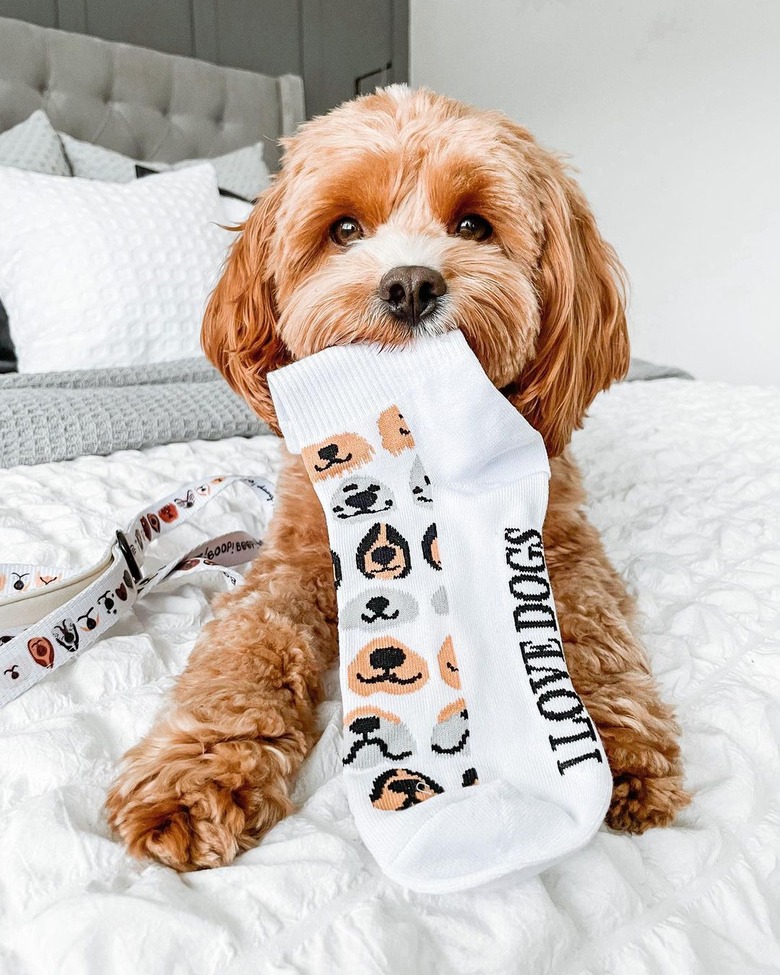 dog holding sock in their mouth that says, 