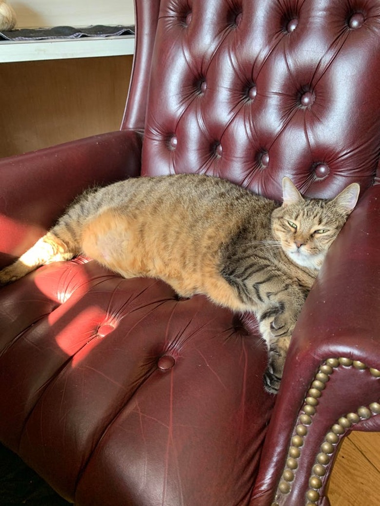 A cat is lounging in a red leather armchair.